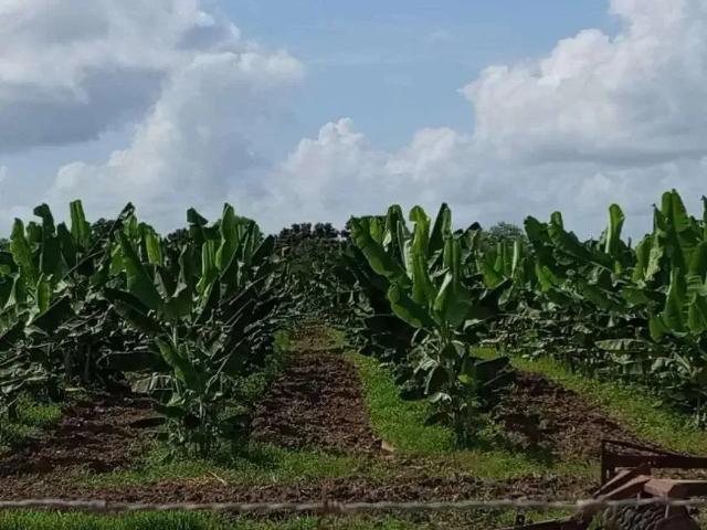 Sítio e chácara venda em Região Geográfica Imediata de Rio do Sul, Rio do Sul