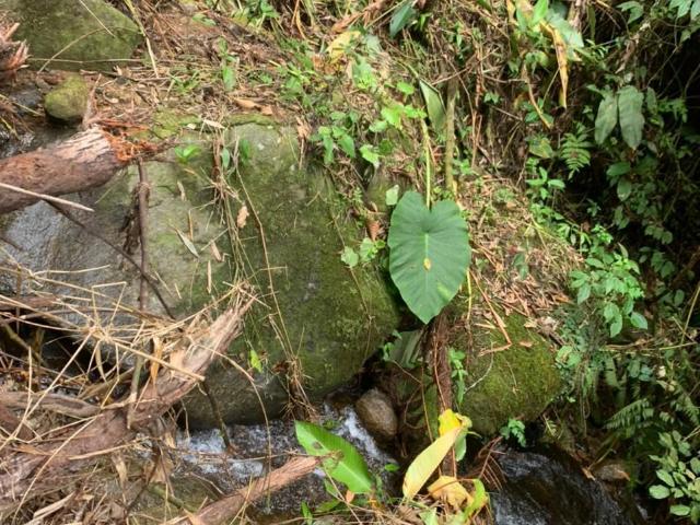 Sítio e chácara venda em Região Geográfica Imediata de Blumenau, Rio dos Cedros