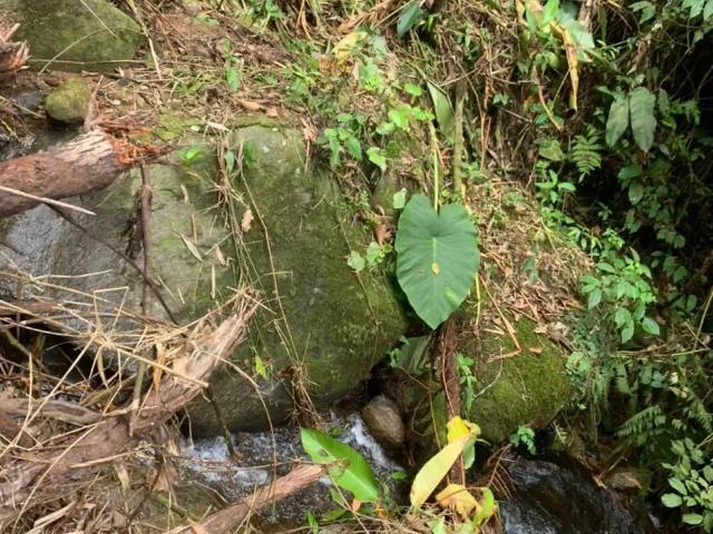 Sítio e chácara venda em Região Geográfica Imediata de Blumenau, Rio dos Cedros