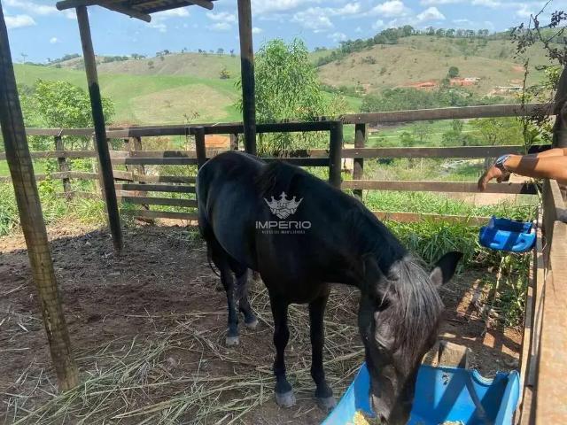 Sítio e chácara venda em Região Geográfica Imediata de Oliveira, Região Metropolitana de Belo Horizonte