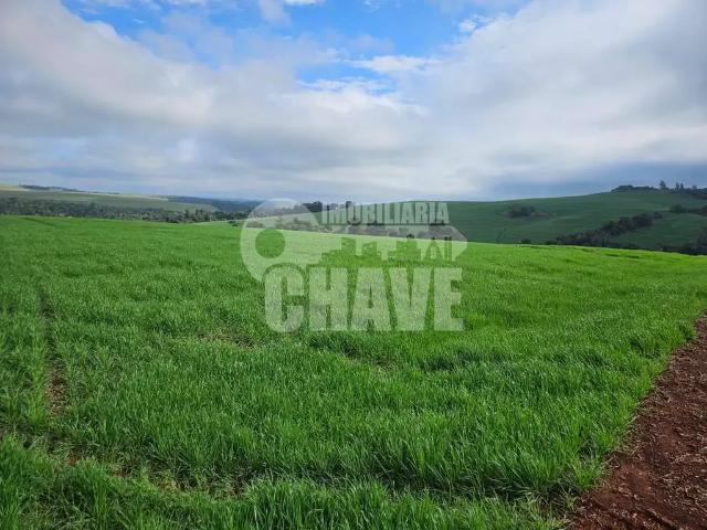 Sítio e chácara venda em Rolândia, Região Geográfica Intermediária de Londrina