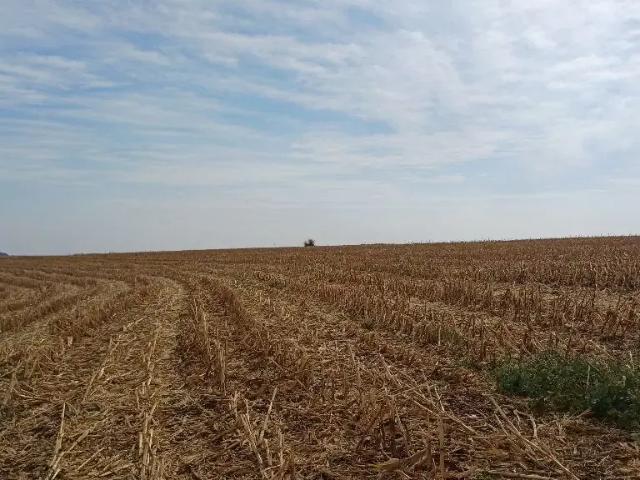 Sítio e chácara venda em Região Geográfica Imediata de Londrina, Rolândia