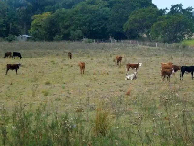Sítio e chácara venda em Região Geográfica Imediata de Santana do Livramento, Rosário do Sul
