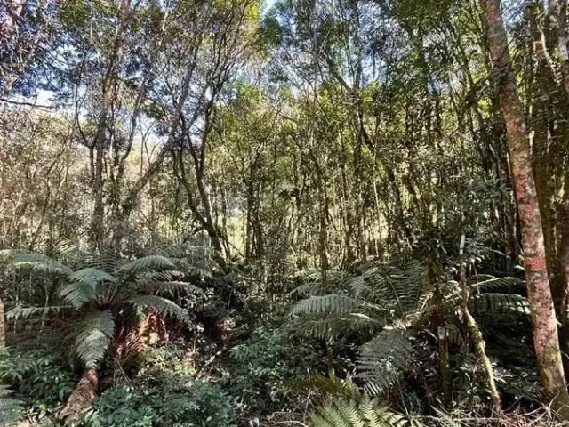 Sítio e chácara venda em São Bento do Sul, Região Geográfica Intermediária de Joinville