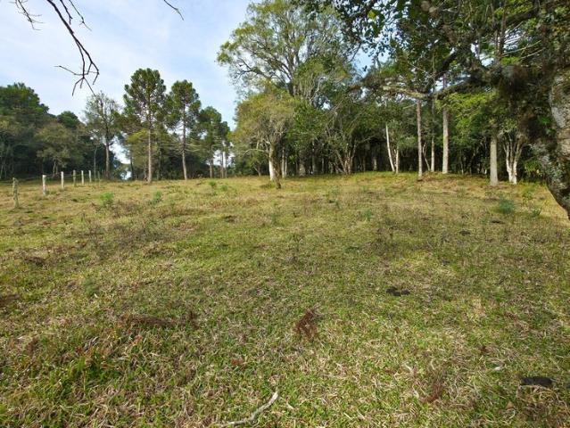 Sítio e chácara venda em Região Geográfica Imediata de Curitibanos, São Cristovão do Sul