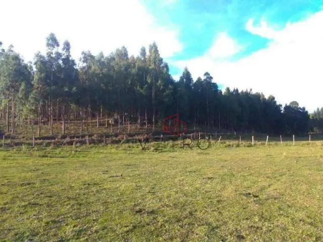 Sítio e chácara venda em Região Geográfica Imediata de Caxias do Sul, São Francisco de Paula