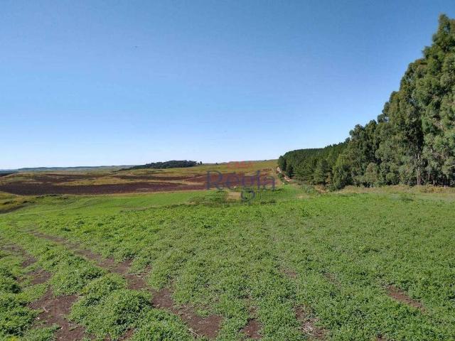 Sítio e chácara venda em Região Geográfica Imediata de Caxias do Sul, São Francisco de Paula