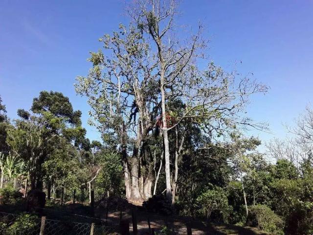 Sítio e chácara venda em Região Geográfica Imediata de Caxias do Sul, São Francisco de Paula
