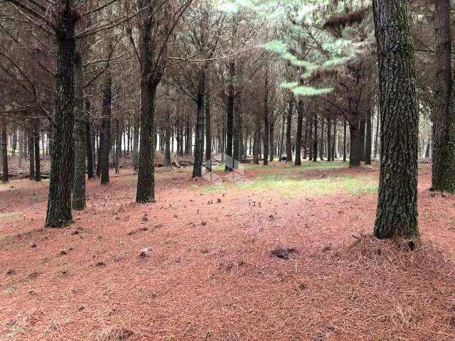 Sítio e chácara venda em Região Geográfica Imediata de Caxias do Sul, São Francisco de Paula