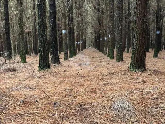 Sítio e chácara venda em Região Geográfica Imediata de Caxias do Sul, São Francisco de Paula