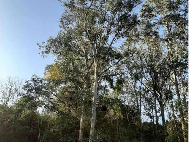 Sítio e chácara venda em Loteamento Serra Dourada, São Francisco de Paula