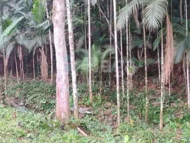 Sítio e chácara venda em Região Geográfica Imediata de Brusque, São João Batista