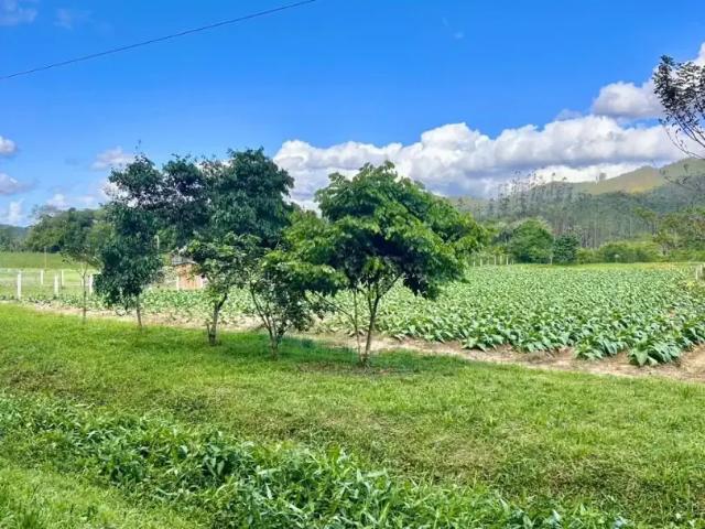 Sítio e chácara venda em Região Geográfica Imediata de Brusque, São João Batista