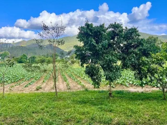 Sítio e chácara venda em Região Geográfica Imediata de Brusque, São João Batista