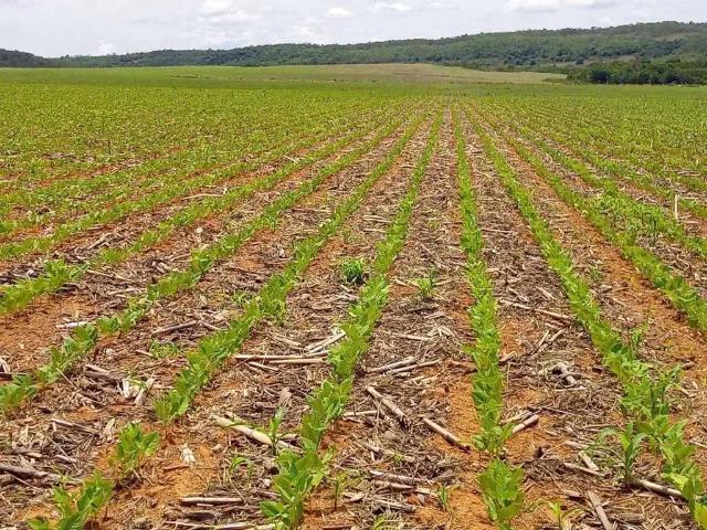 Sítio e chácara venda em Região Geográfica Imediata de Flores de Goiás, São João d'Aliança