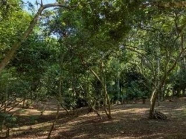 Sítio e chácara venda em Região Geográfica Imediata de Joinville, São João do Itaperiu