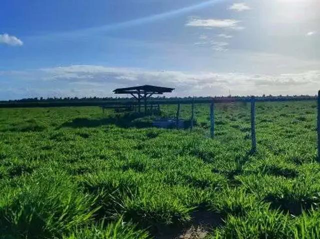 Sítio e chácara venda em Região Geográfica Imediata de Natal, São José de Mipibu