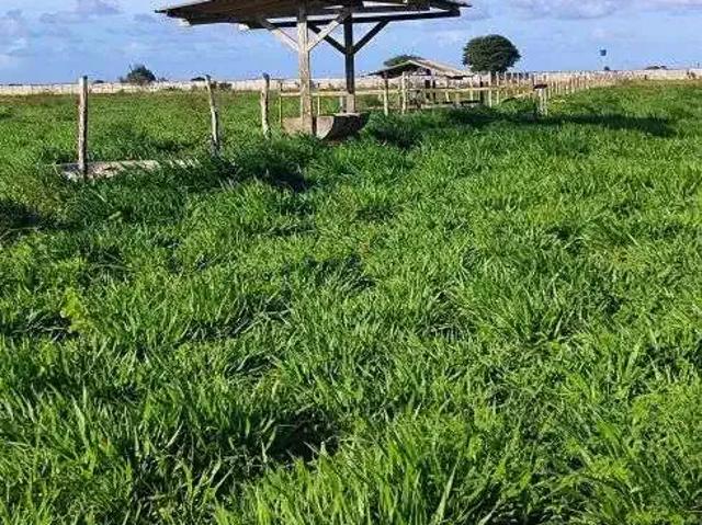 Sítio e chácara venda em Região Geográfica Imediata de Natal, São José de Mipibu