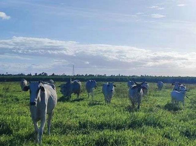 Sítio e chácara venda em São José de Mipibu