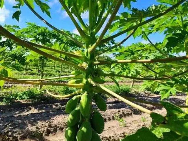 Sítio e chácara venda em Região Geográfica Imediata de Natal, São José de Mipibu