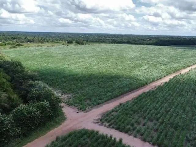 Sítio e chácara venda em Região Geográfica Imediata de Natal, São José de Mipibu