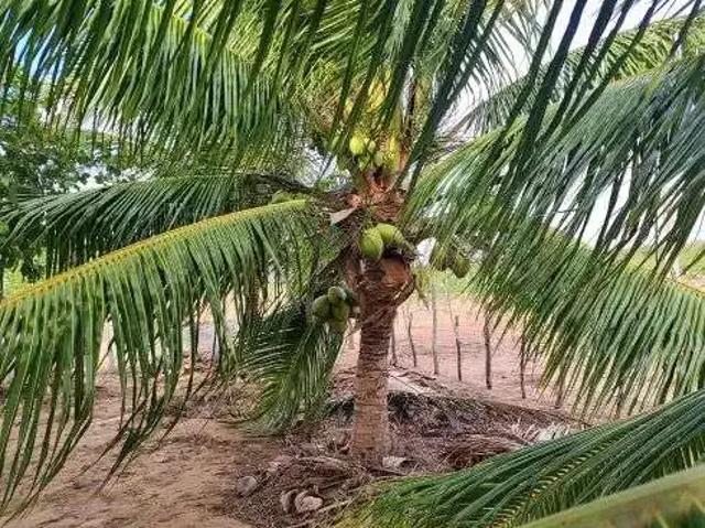 Sítio e chácara venda em Região Geográfica Imediata de Natal, São José de Mipibu