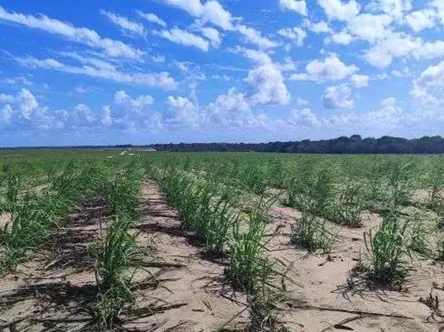Sítio e chácara venda em Região Geográfica Imediata de Natal, São José de Mipibu
