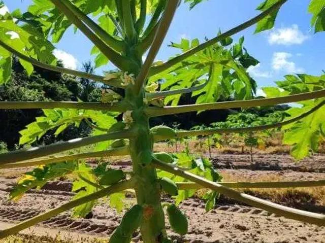 Sítio e chácara venda em Região Geográfica Imediata de Natal, São José de Mipibu