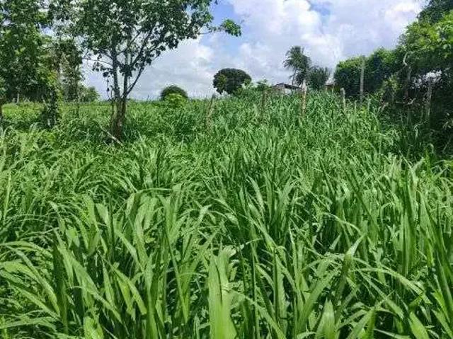 Sítio e chácara venda em Região Geográfica Imediata de Natal, São José de Mipibu