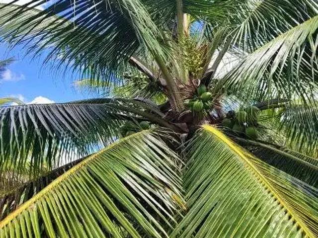 Sítio e chácara venda em Região Geográfica Imediata de Natal, São José de Mipibu