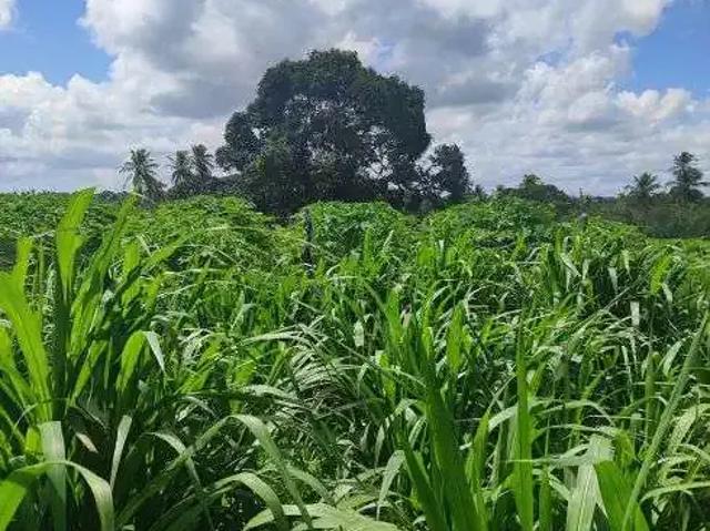 Sítio e chácara venda em Região Geográfica Imediata de Natal, São José de Mipibu