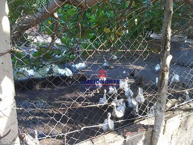 Sítio e chácara venda em Região Geográfica Imediata de São Luís, São José de Ribamar