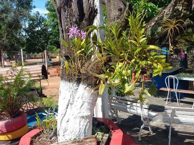 Sítio e chácara venda em São José do Rio Pardo, Região Geográfica Intermediária de Campinas