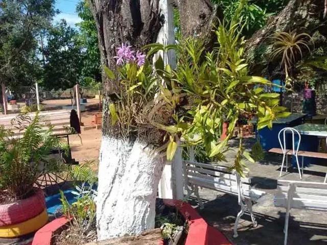 Sítio e chácara venda em Região Imediata de São José do Rio Pardo-Mococa, São José do Rio Pardo