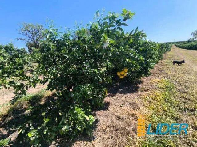 Sítio e chácara venda em Região Imediata de São José do Rio Preto, Região Metropolitana de São José do Rio Preto
