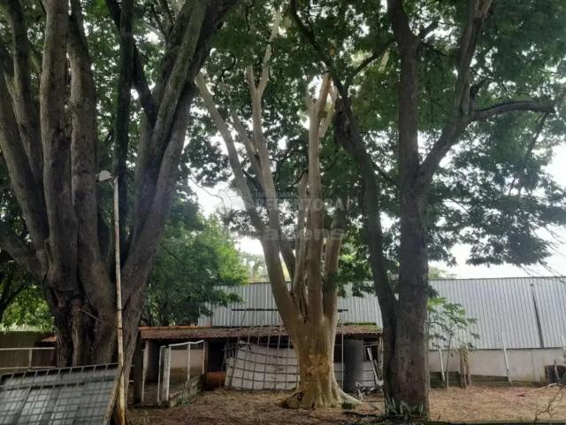 Sítio e chácara venda em Região Imediata de São José do Rio Preto, Região Metropolitana de São José do Rio Preto