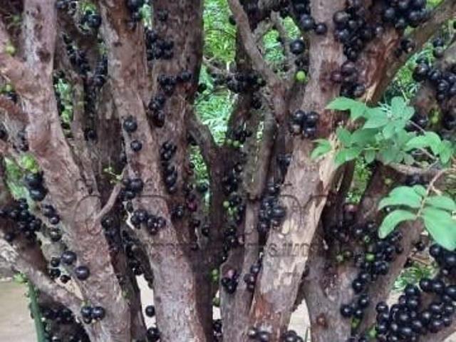 Sítio e chácara venda em São José do Rio Preto