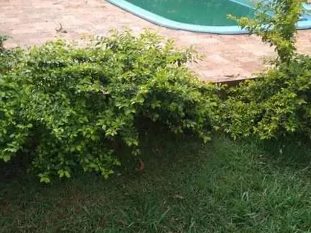 Sítio e chácara venda em Região Imediata de São José do Rio Preto, Região Metropolitana de São José do Rio Preto