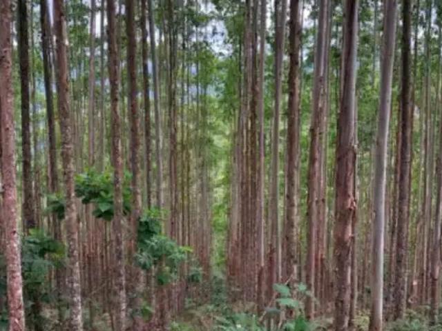 Sítio e chácara venda em Região Imediata de São José dos Campos, Região Metropolitana do Vale do Paraíba e Litoral Norte