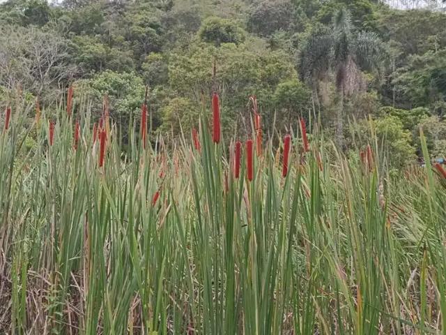 Sítio e chácara venda em Vila Tatetuba, São José dos Campos