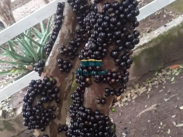 Sítio e chácara venda em Região Imediata de São José dos Campos, Região Metropolitana do Vale do Paraíba e Litoral Norte