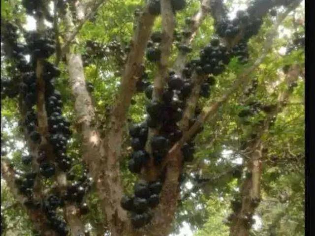 Sítio e chácara venda em São José dos Campos
