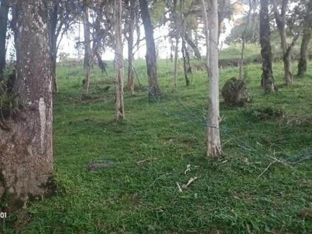 Sítio e chácara venda em São José dos Pinhais, Região Geográfica Intermediária de Curitiba