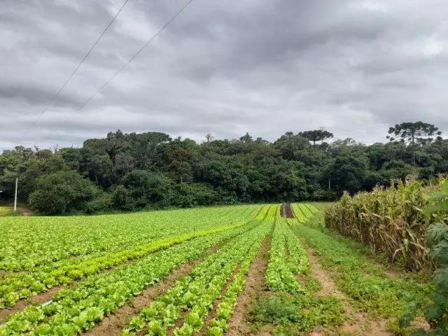Sítio e chácara venda em Região Geográfica Imediata de Curitiba, Região Metropolitana de Curitiba