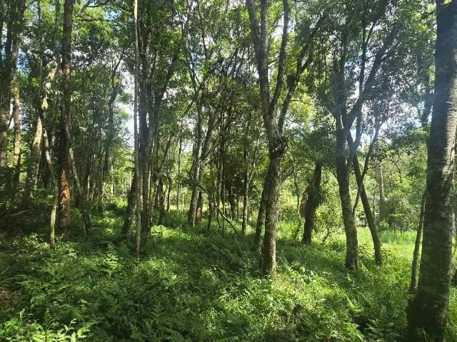Sítio e chácara venda em Região Geográfica Imediata de Curitiba, Região Metropolitana de Curitiba