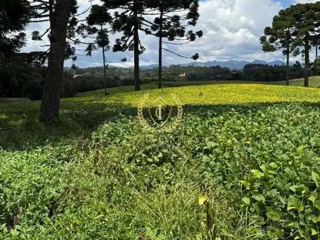 Sítio e chácara venda em Região Geográfica Imediata de Curitiba, Região Metropolitana de Curitiba