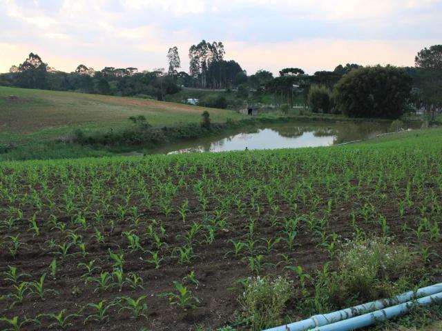 Sítio e chácara venda em Região Geográfica Imediata de Curitiba, Região Metropolitana de Curitiba
