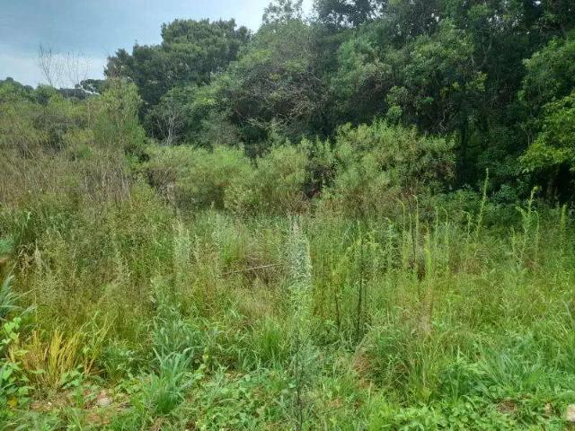 Sítio e chácara venda em Região Geográfica Imediata de Curitiba, Região Metropolitana de Curitiba