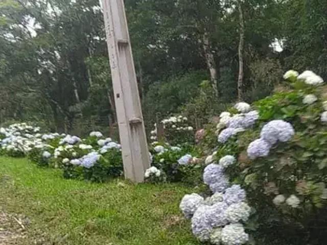 Sítio e chácara venda em Região Geográfica Imediata de Curitiba, Região Metropolitana de Curitiba