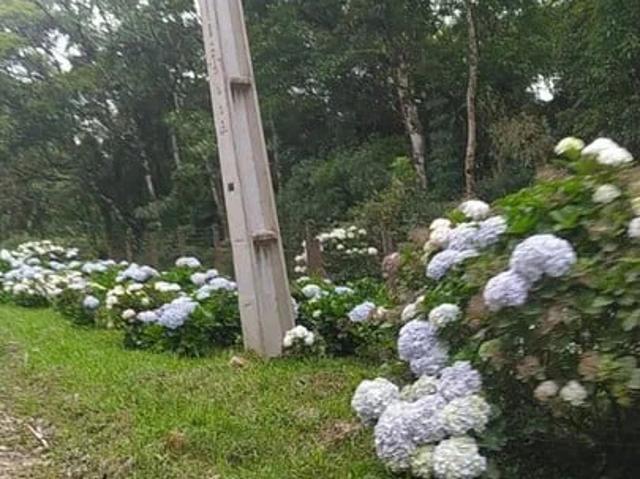 Sítio e chácara venda em Costeira, São José dos Pinhais